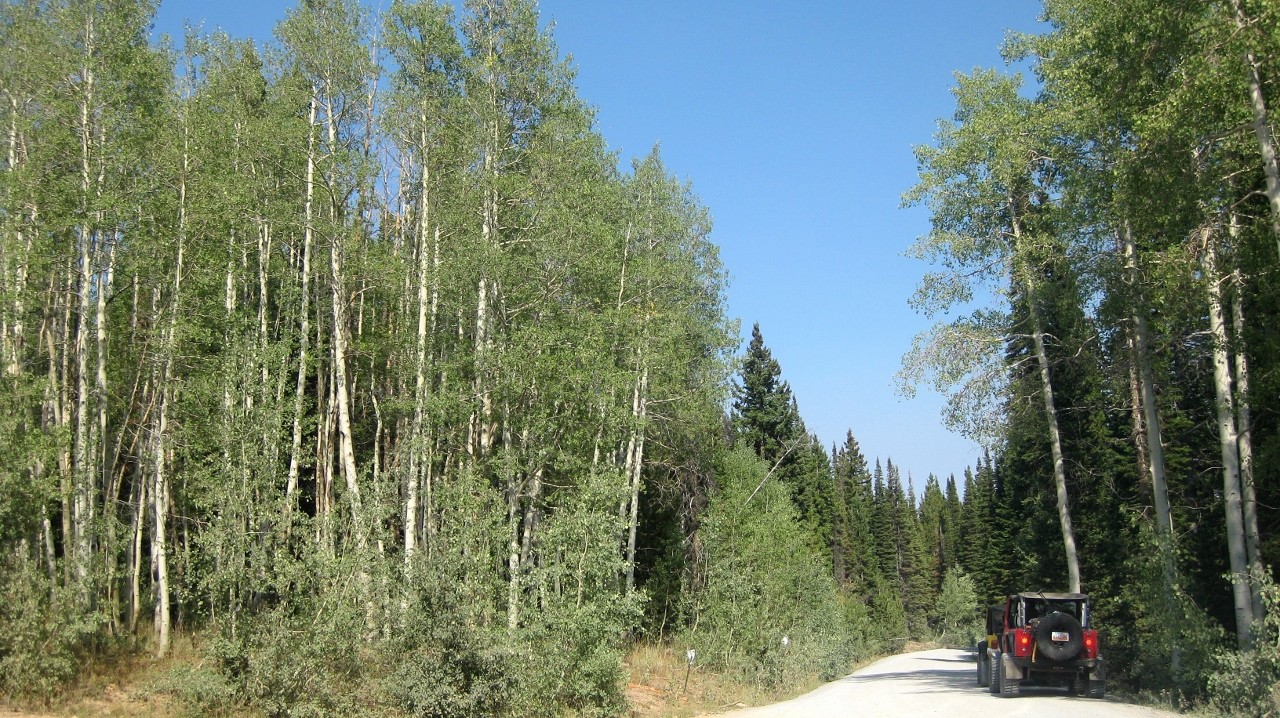 Bear Lake Summit Trail - Best Trails