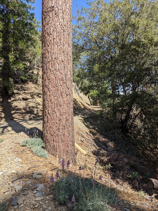Fenner Saddle Road Trail Review Photo