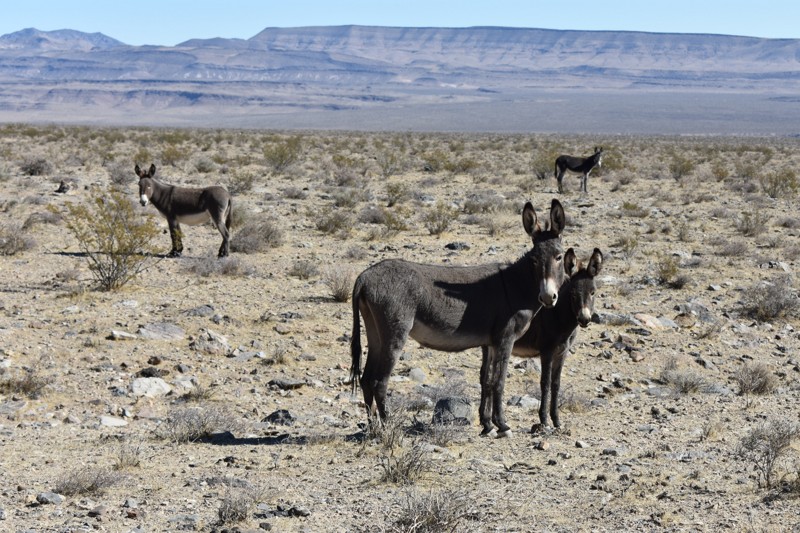 Nevada: Secret Pass - Nye County Hero Photo