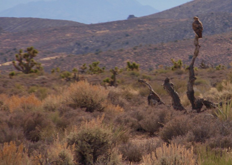 Nevada: Badger Spring and Tickaboo Mountain Trail Hero Photo