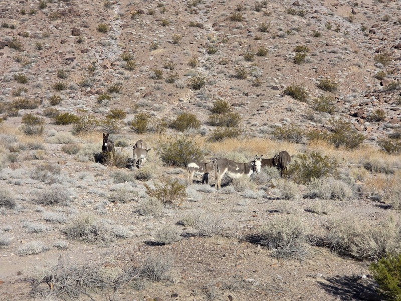Rhyolite Railroad Loop & Ghost Town Trail Review Photo
