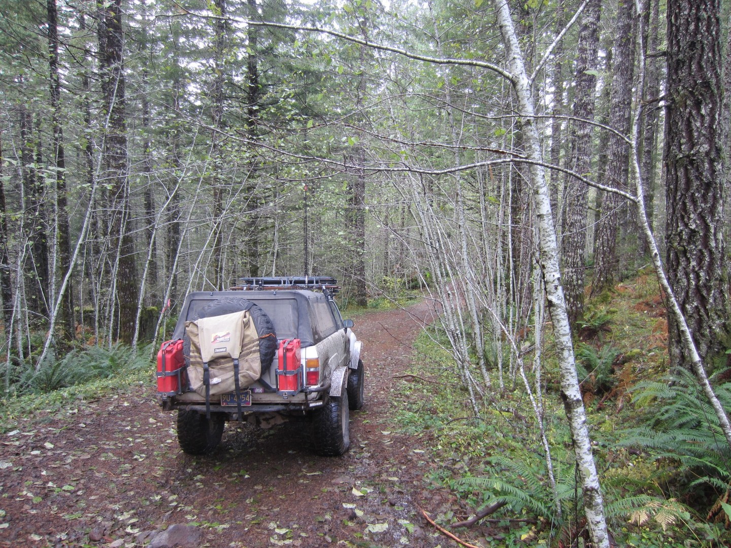 Archers Firebreak #28 / Tillamook State Forest - Best Trails