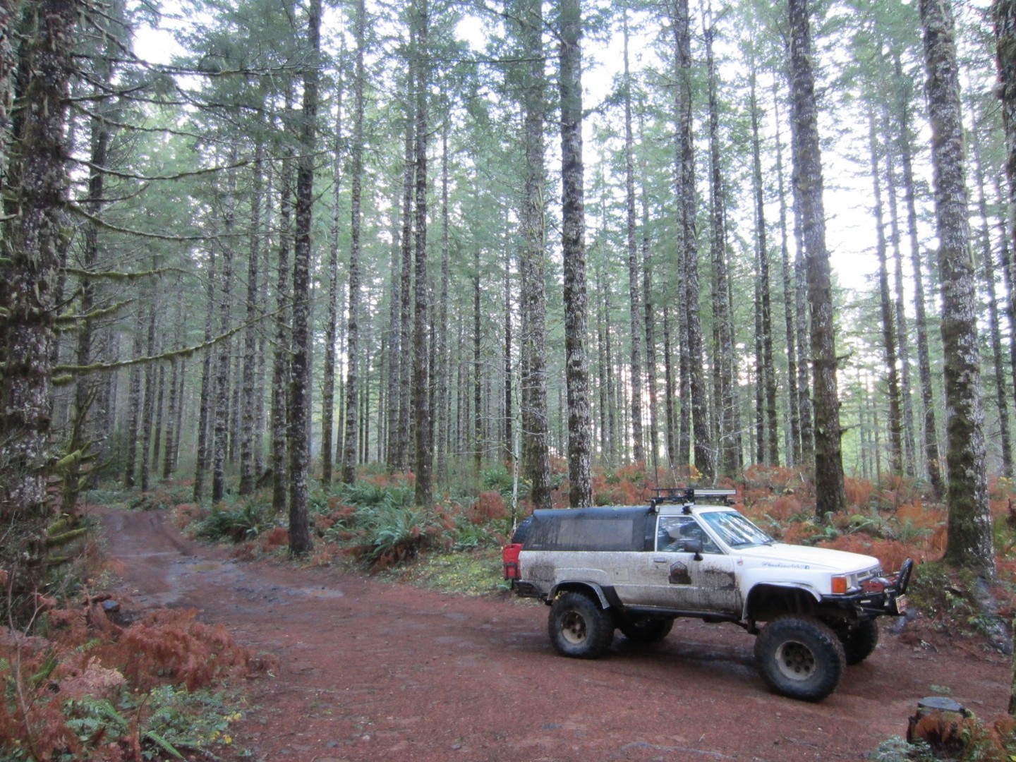 Archers Firebreak #28C / Tillamook State Forest - Best Trails