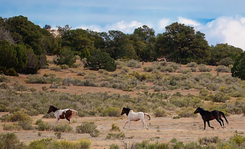 E Kimball Draw/Cat Canyon Trail Review Photo