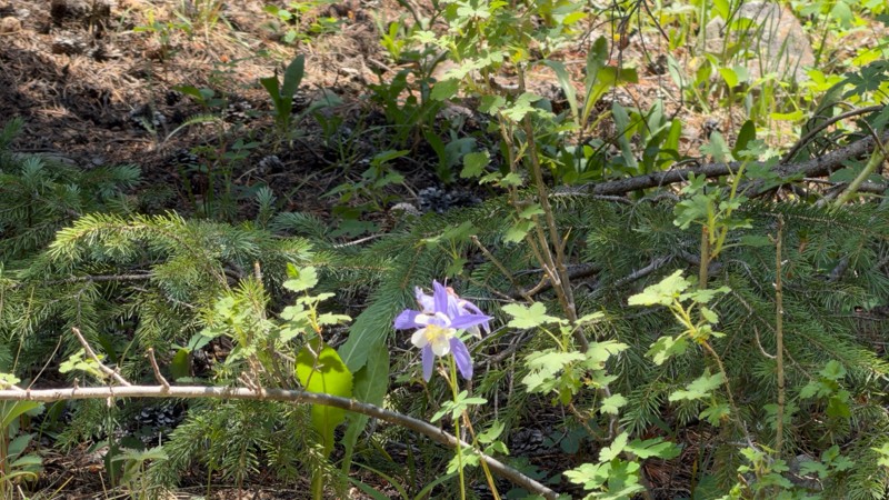 Upper Geneva (Geneva Creek) Trail Review Photo