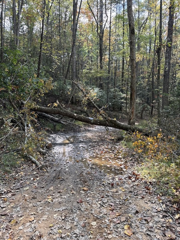 Forest Service Road 333 Trail Review Photo