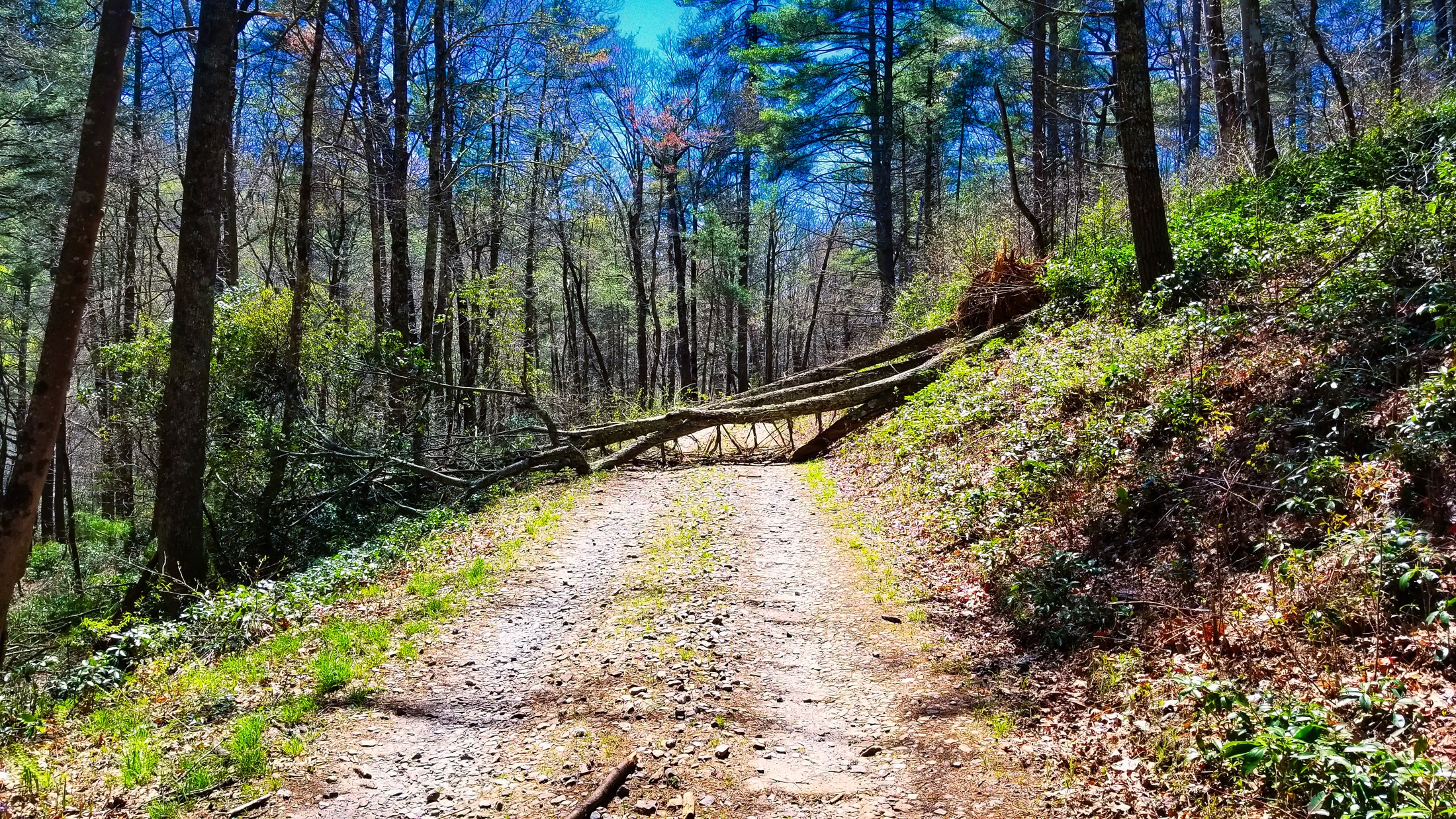 FORESTフォレスト The Forest | Fallout Wiki | Fandom