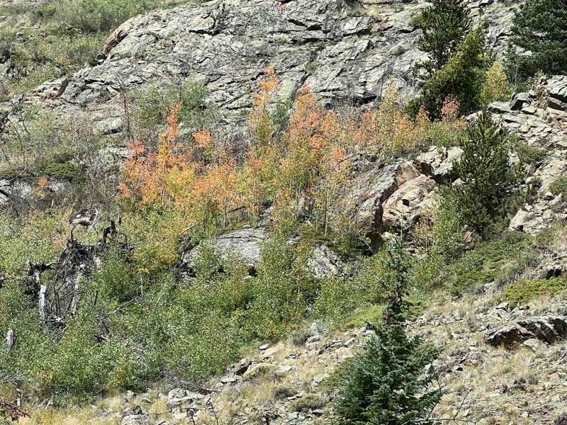 Halfmoon Creek Trail Review Photo