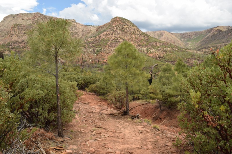 Arizona: Moore Creek Hero Photo