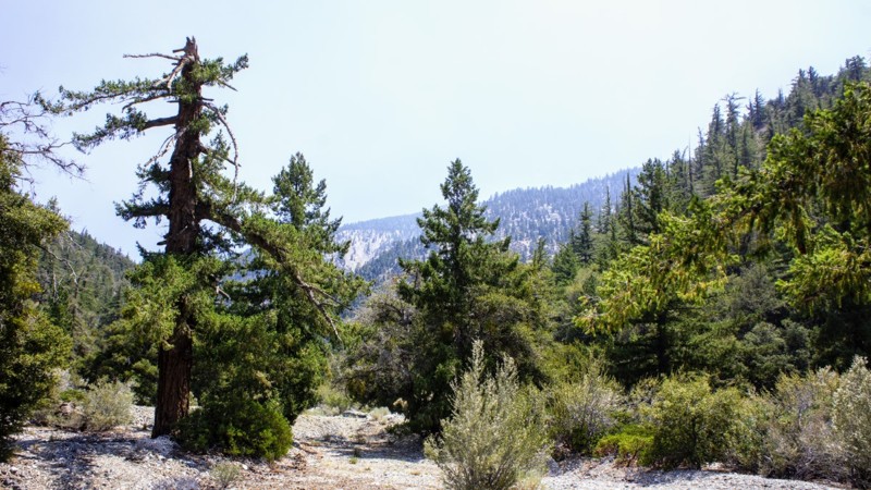 California: 4N11 Big Rock Creek Hero Photo