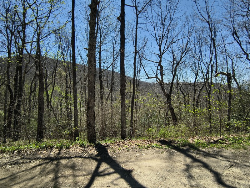 Corbin Creek Road Trail Review Photo