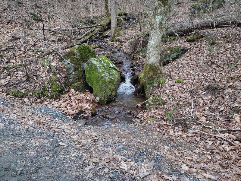 West Wolf Creek Road Trail Review Photo