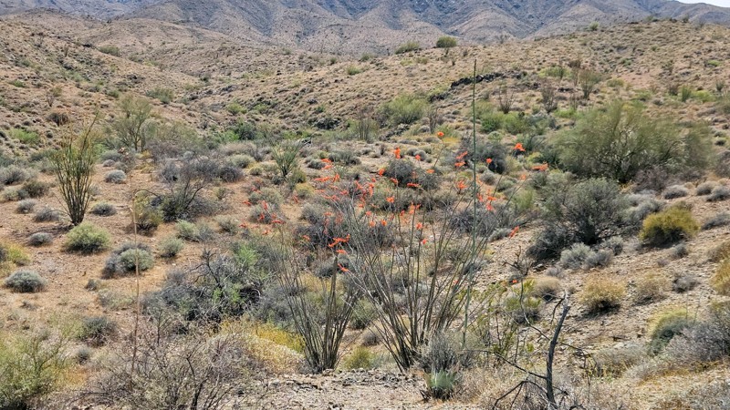 Northern Foothills of the Mohave Mountains Trail Review Photo