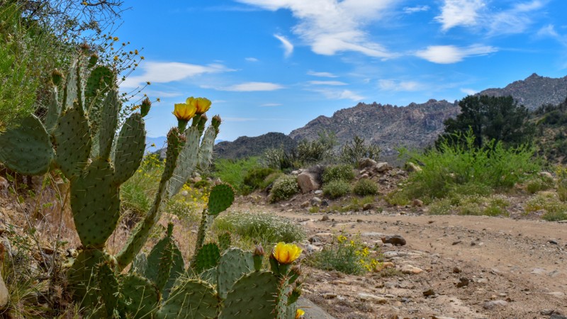 Boriana Mine Trail Review Photo