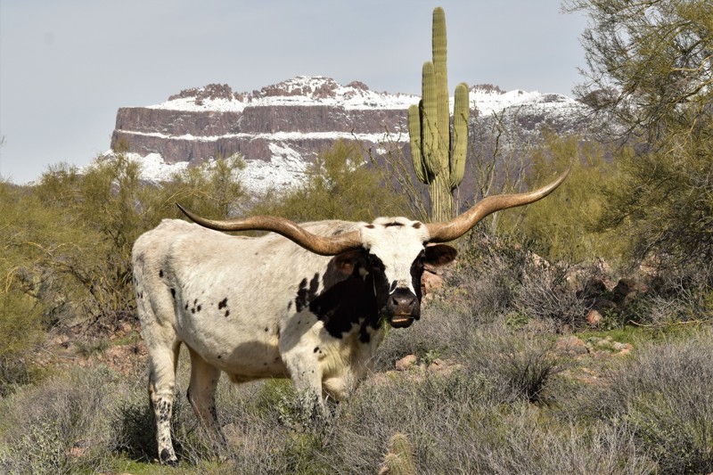 Arizona: Superstition Loop Hero Photo