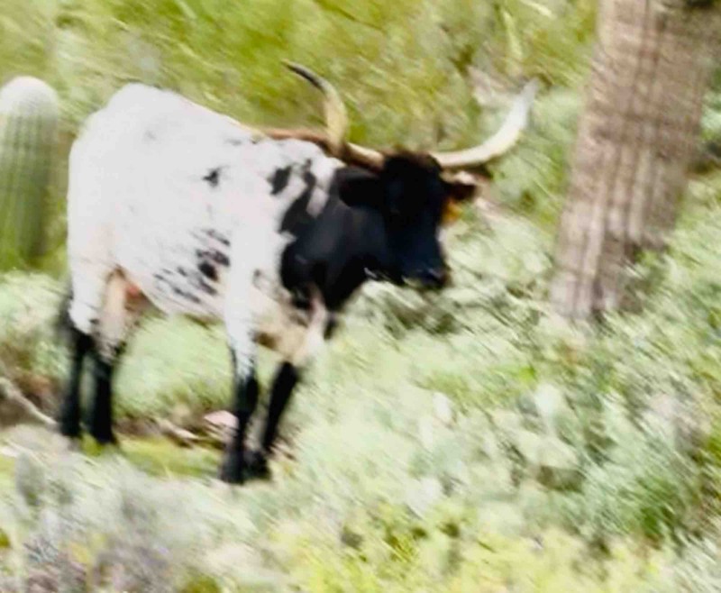 Superstition Loop Trail Review Photo