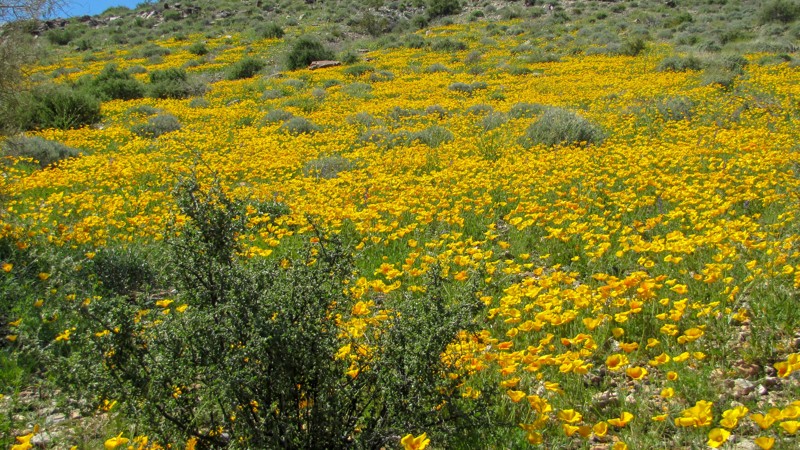 Arizona: Blacksmith Canyon Hero Photo