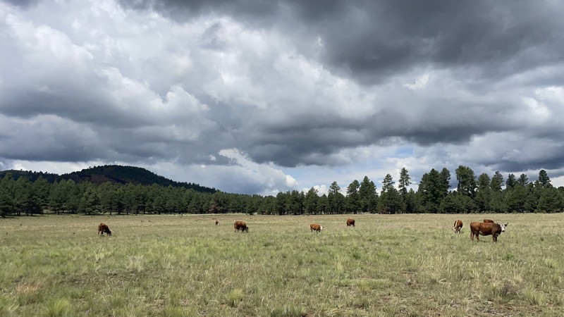 Arizona: Camp Two – Wild Bill –  Kendrick Hero Photo