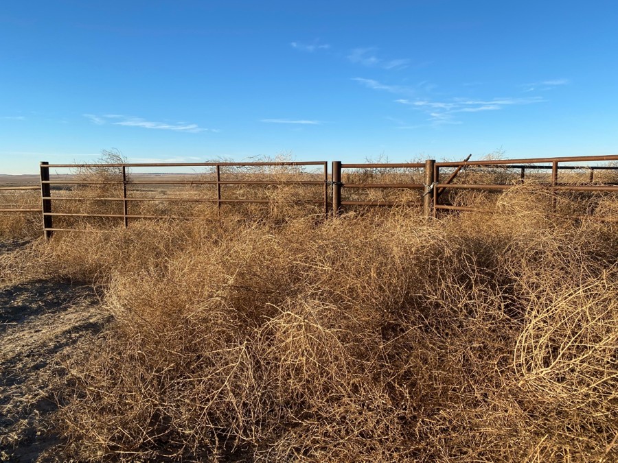 Pawnee Grasslands-Wild Horse Creek Trail Review Photo