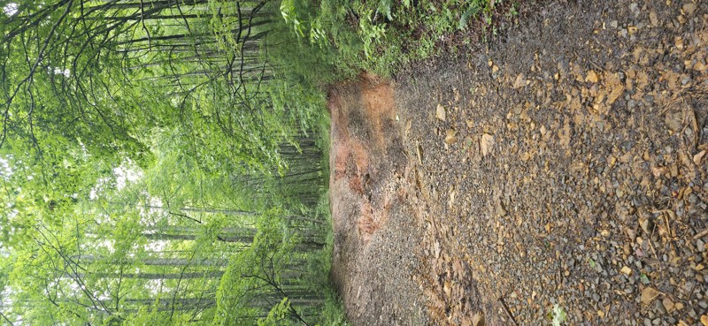 Knight Creek Road Trail Review Photo