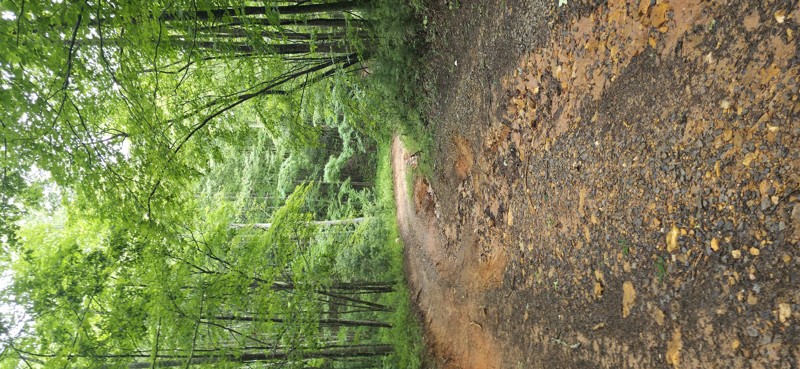 Knight Creek Road Trail Review Photo