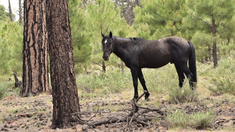 Arizona: Rocky Draw Hero Photo