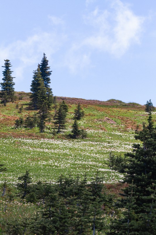 Obstruction Point Road Trail Review Photo