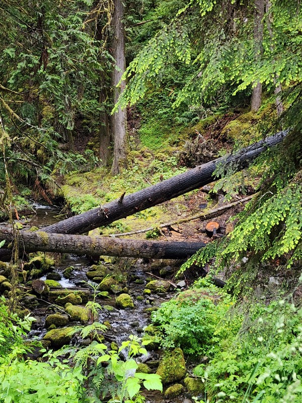 Slab Camp Road Trail Review Photo