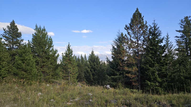 Freezeout Creek Trail Review Photo