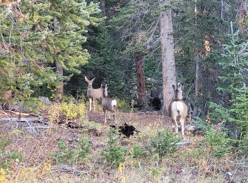 Buckskin Joe Trail Review Photo