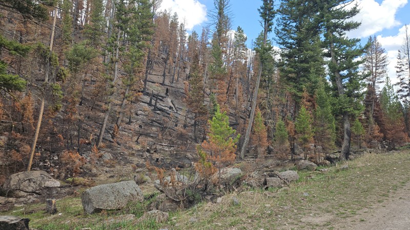 Jackpine Gulch Trail Review Photo