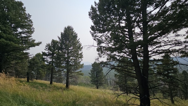 Jackpine Gulch Trail Review Photo