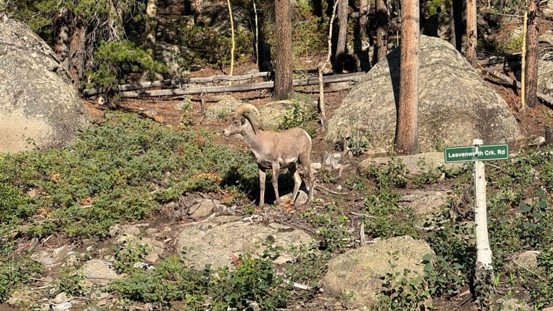 Leavenworth Creek Road (AKA McClellan Mountain) Trail Review Photo