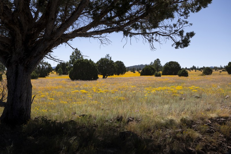 Anderson Mesa South Trail Review Photo