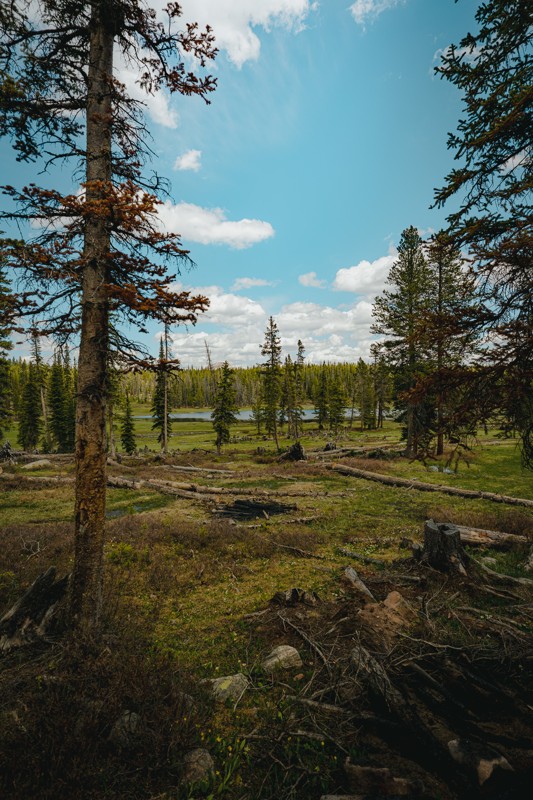 Spring Canyon/Trial Lake Trail Review Photo