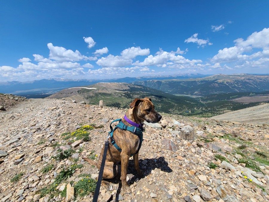 Trail Review: Mosquito Pass - Corey Charlick