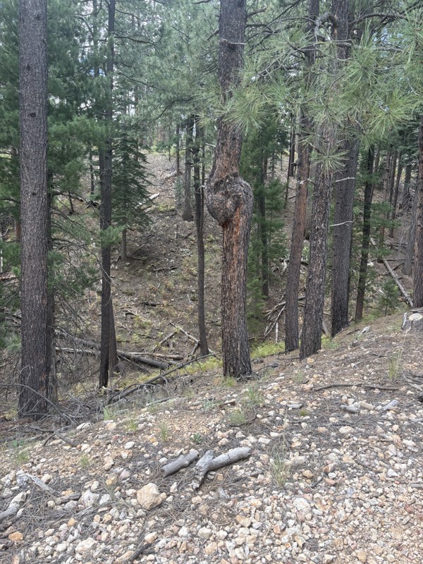 Battleground Ridge Trail Review Photo