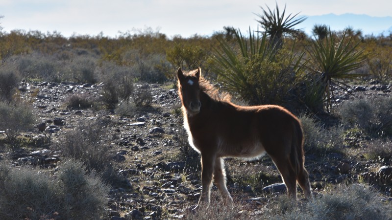 Nevada: Horseshutem Springs Road Hero Photo