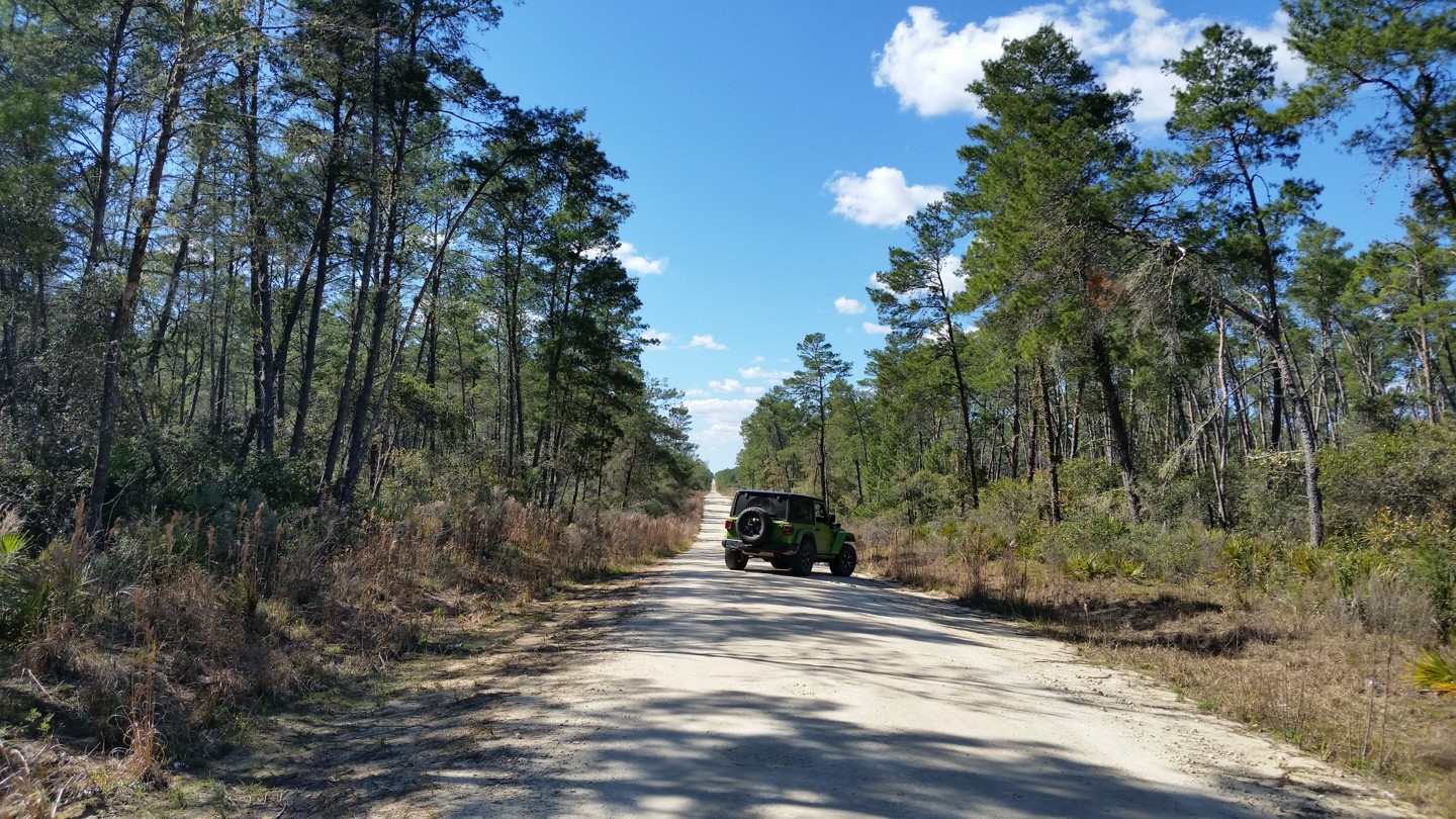 Ocala - Forest Road 50  - Best Trails