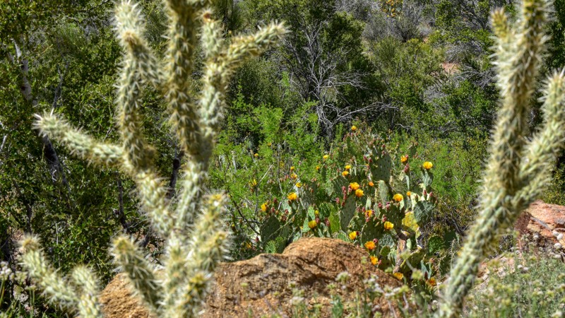Copper World Mine Trail Review Photo