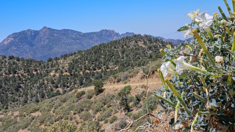 Flag Mine Road Trail Review Photo