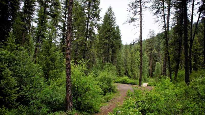 Idaho: Bunchs Creek Hero Photo