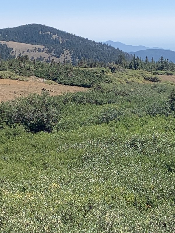 Rollins Pass East Trail Review Photo
