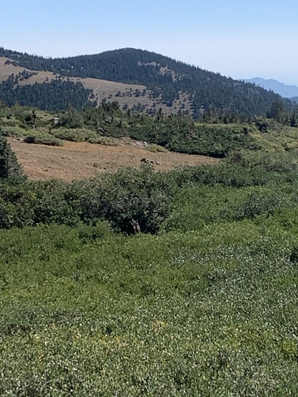 Rollins Pass East Trail Review Photo