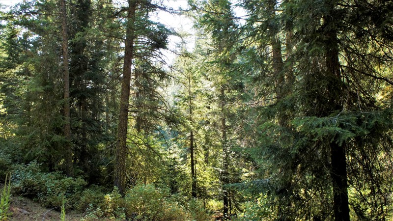 Idaho: Timber Flat 666C Hero Photo