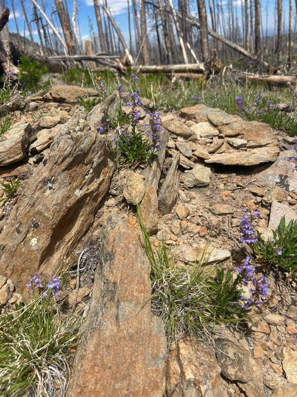 Storm Mountain Trail Review Photo