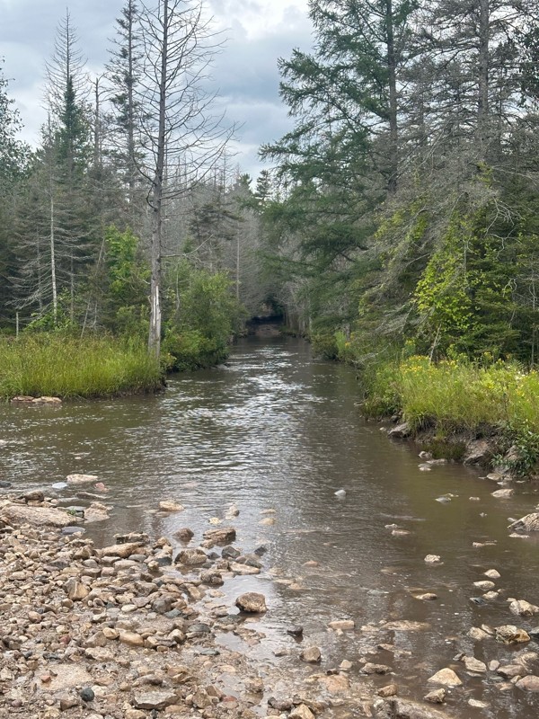 Sheep Ranch Trail Trail Review Photo