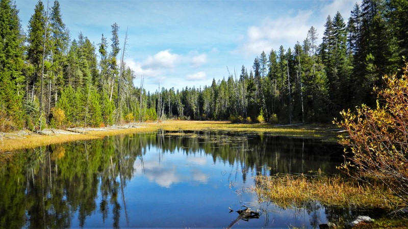 Idaho: Pine Creek Meadow Hero Photo