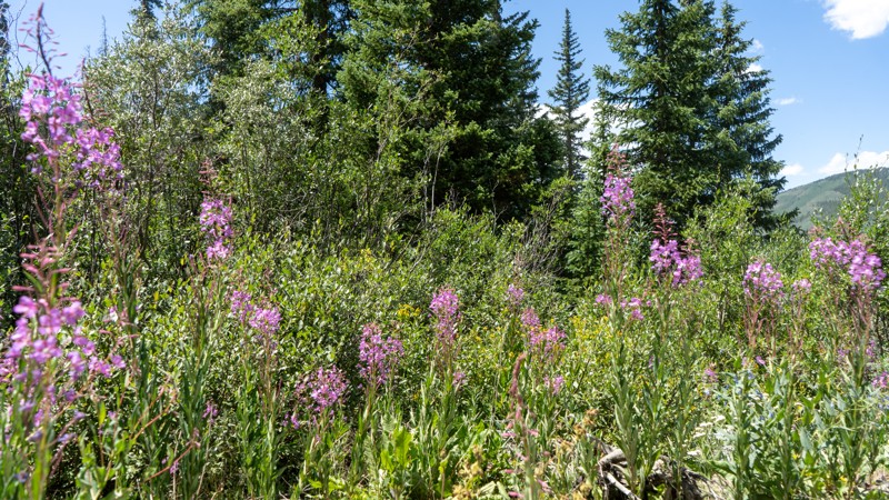 Tincup Pass - Waypoint 25: Garden Basin Trailhead