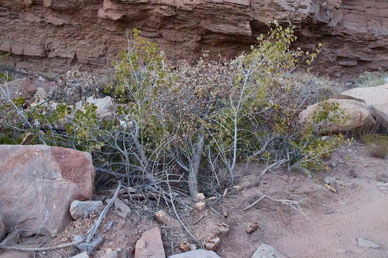 Black Dragon Wash Trail Review Photo